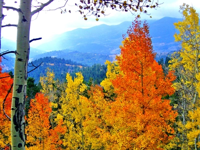 Fall Aspen Tree Splendor Near Pinos Creek Del Norte CO 